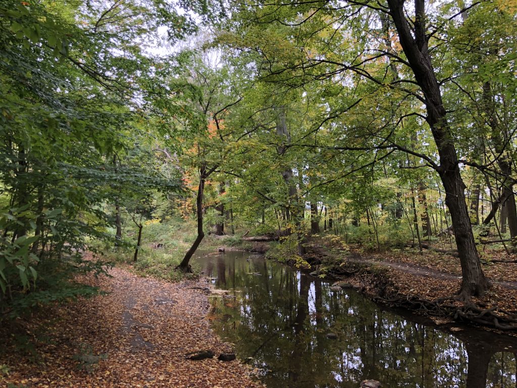 Fall Landscape with a calm steam of water, ground covered in leaves