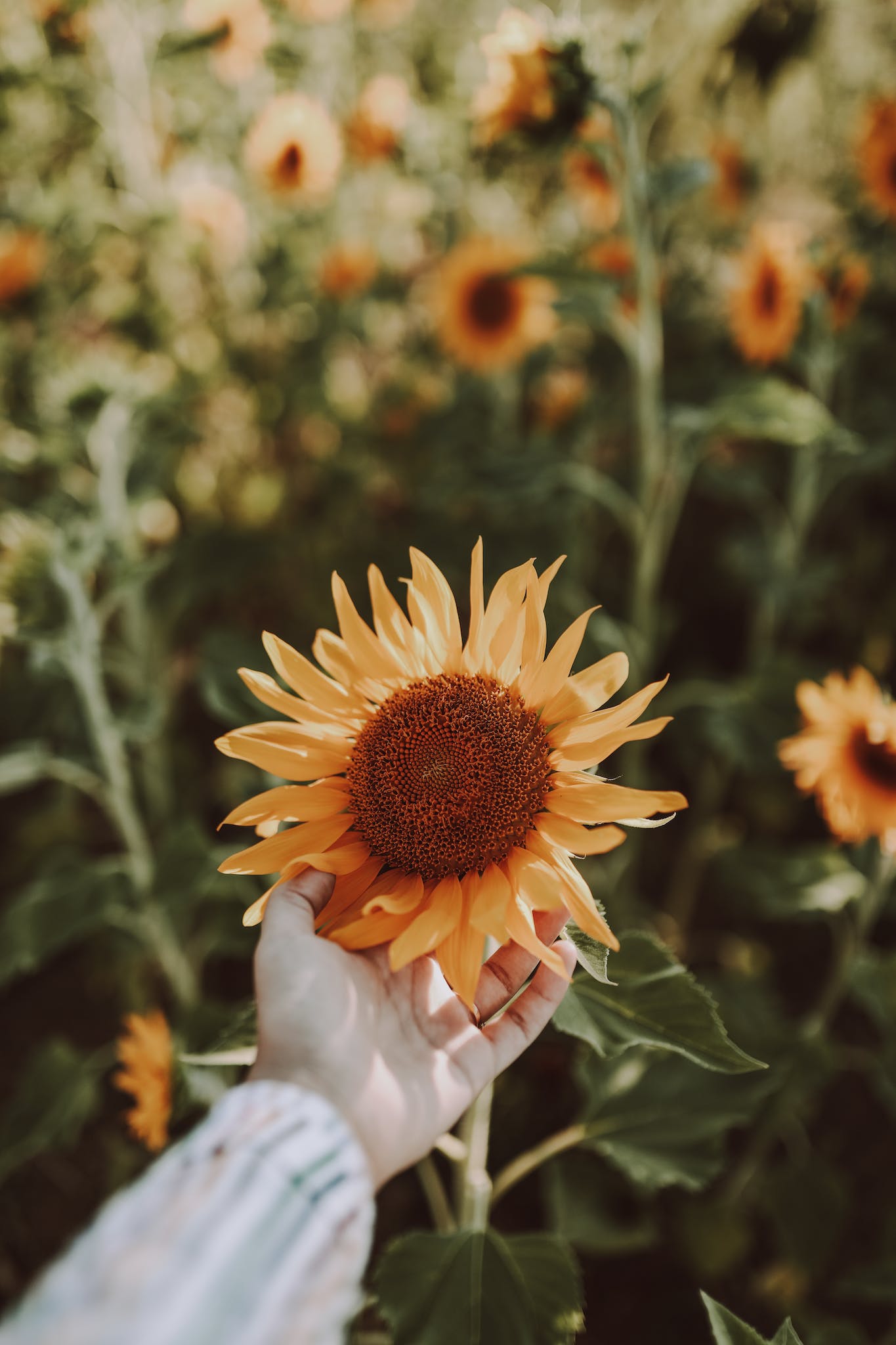 From above crop anonymous person tenderly touching blooming yellow sunflower growing on verdant countryside field
